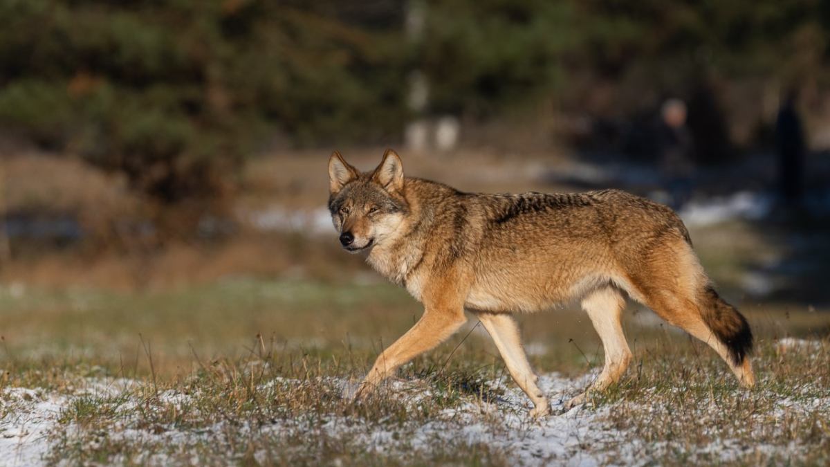zagrozeni's tweet photo. Wilk:
Te niezwykle inteligentne i stadne zwierzęta, na co dzień pilnujące ładu i równowagi w leśnym ekosystemie, przez działania człowieka zostały objęte ścisłą ochroną. Zagrożenia dla wilków są niemal identyczne jak dla rysiów. Brak pożywienia, kłusownictwo i wiele innych. https://t.co/RnCMnODJTC