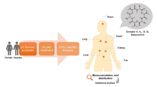 AnalBioanalChem's tweet image. Evaluation of distribution of #emerging #mycotoxins in human #tissues - applications of DLLME and LC–MS
by Pilar Viñas et al @UMU @cmarenostrum @IMIB_RMurcia @imida_murcia #enniatin #beauvericin #microextraction #chromatography #spectrometry

#OpenAccess 
link.springer.com/article/10.100…