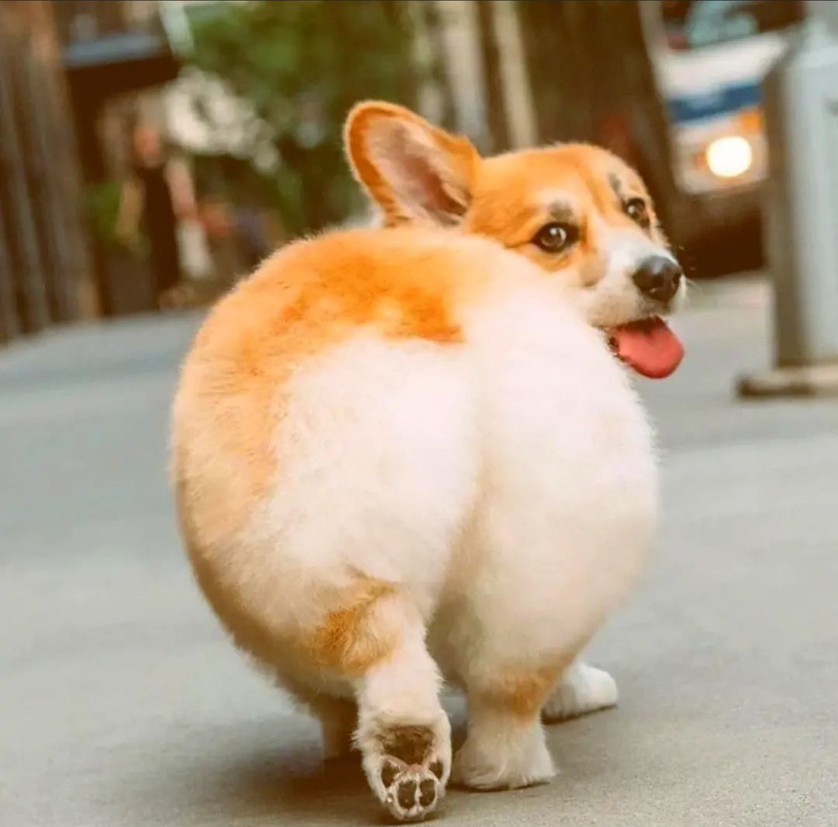 CorgiLoverz's tweet photo. Are ypu looking at my peaches??😆 https://t.co/xByxho89NY
