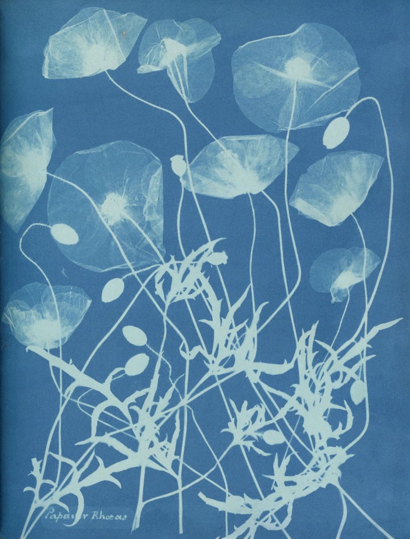 A simple process one can do while social distancing inspired by the  cyanotypes of Anna Atkins