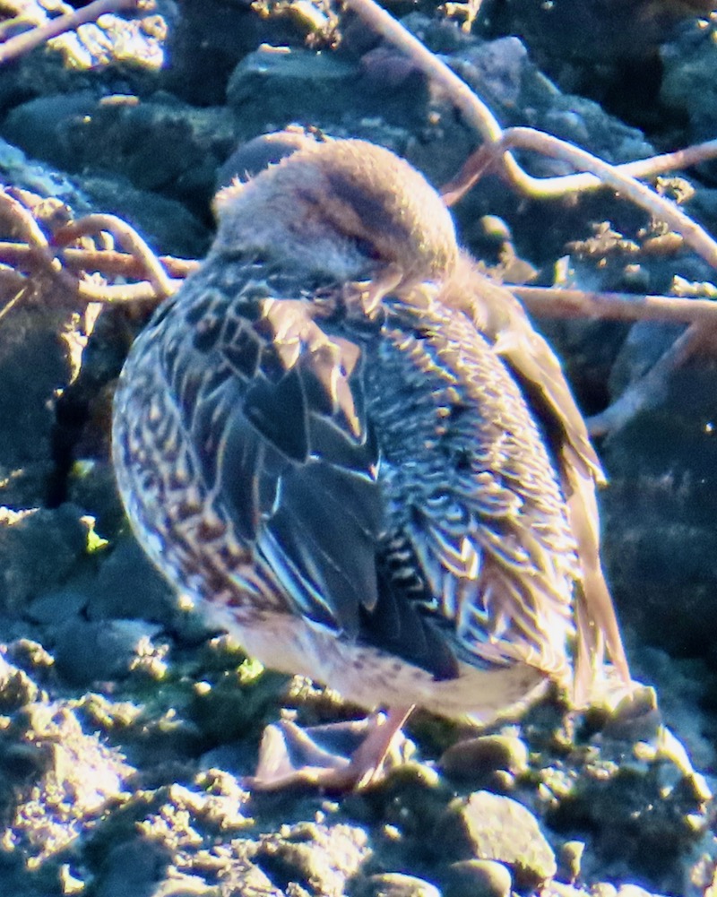 隅田川畔野鳥劇場 #コガモ ♀ 2024.1.10