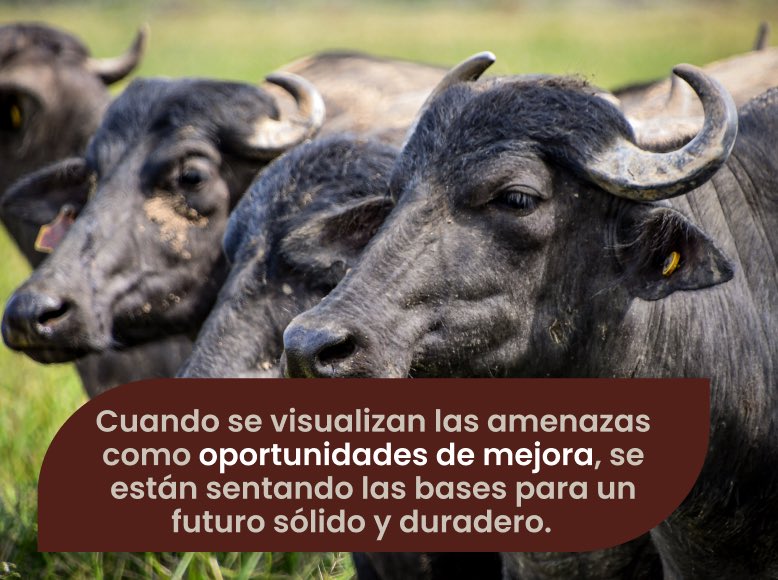 Asobufalos tweet media