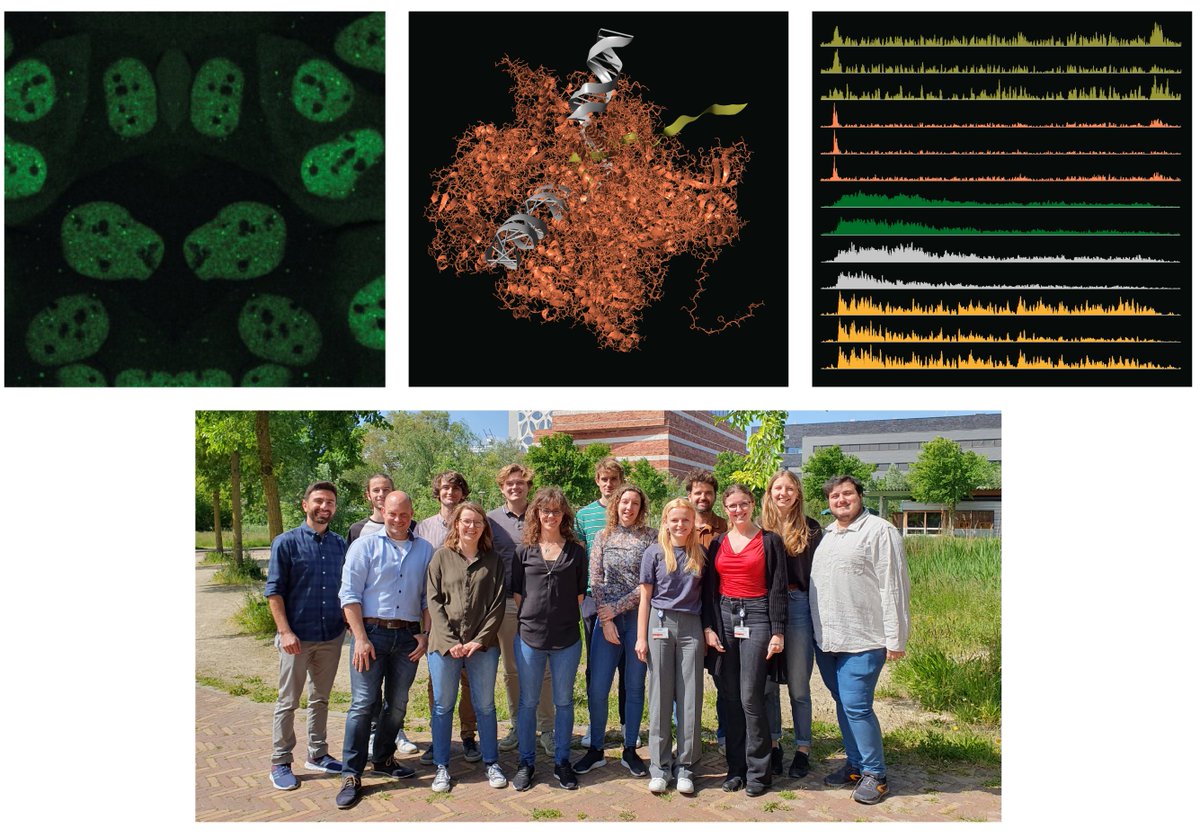 The Luijsterburg lab at @LUMC_Leiden is hiring! We are looking for a postdoc and a research technician to work on transcription and DNA replication. Become part of our great team! Check out our lab and join us👇 luijsterburglab.org/positions