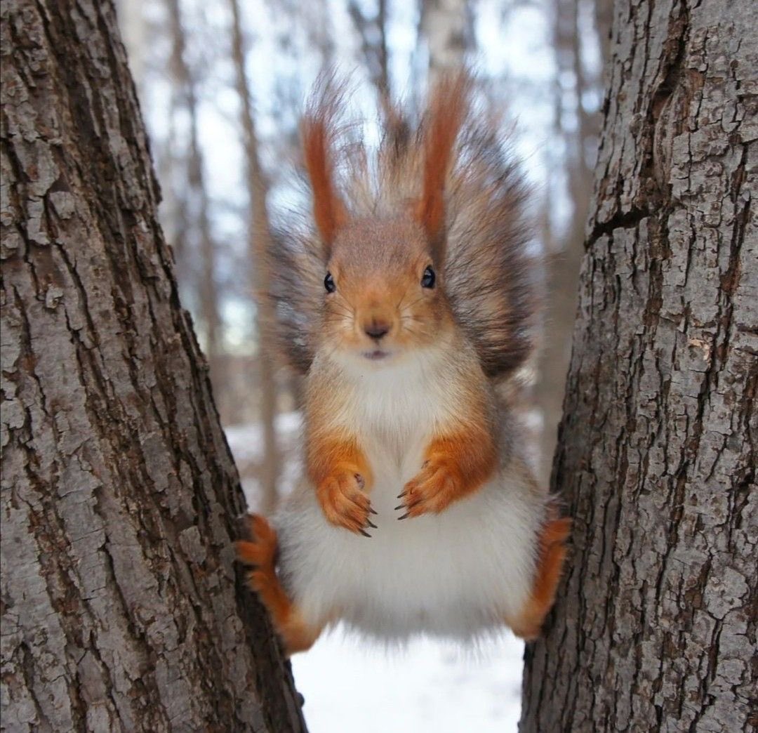 KatanaHugo's tweet photo. Hello friends !
#photos #photography #animals #squirrel https://t.co/F3LXdfjYio