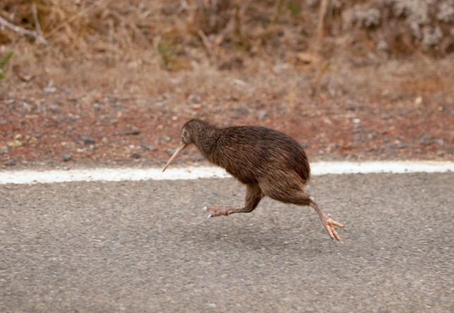 The males actually sit on the egg until it hatches. When the female kiwi lays eggs, the male takes over so the female can forage for food. Because the egg takes up too much space in the body, causing the female bird's stomach to shrink a lot, the female bird needs to supplement