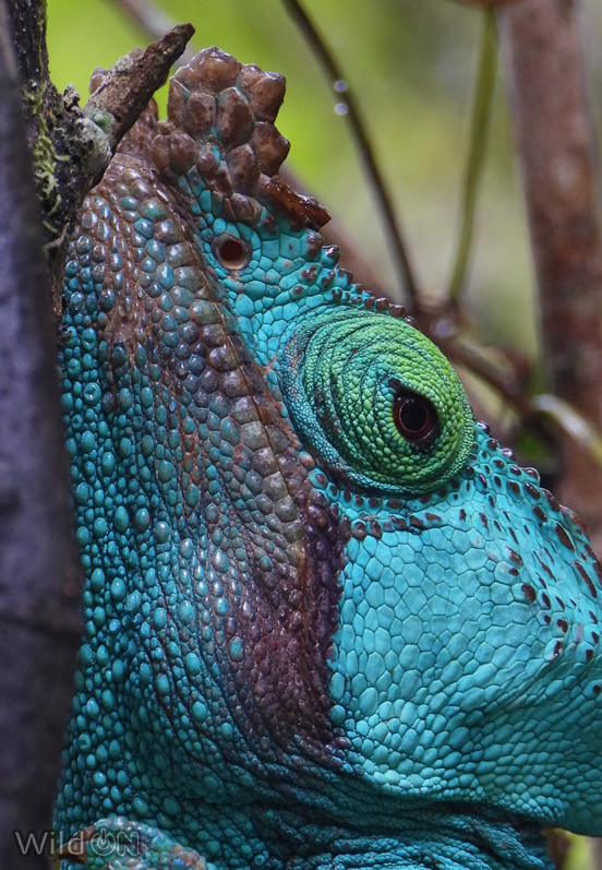 Dicen que hoy traigamos cosas alegres y azules para contrarrestar el #BlueMonday 
Pues aquí os dejo este camaleón de Parson /Calumma parsonii/, endémico de Madagascar y considerado el de mayor peso del mundo.
Bueno... un momento... ¿lo veis azul o verde?
#bluemonday2024