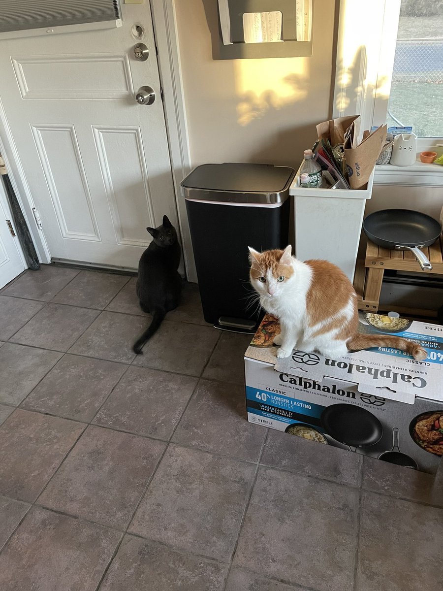 These little fuckers know I keep the dry food on the porch. Every goddamn morning this is what I see.