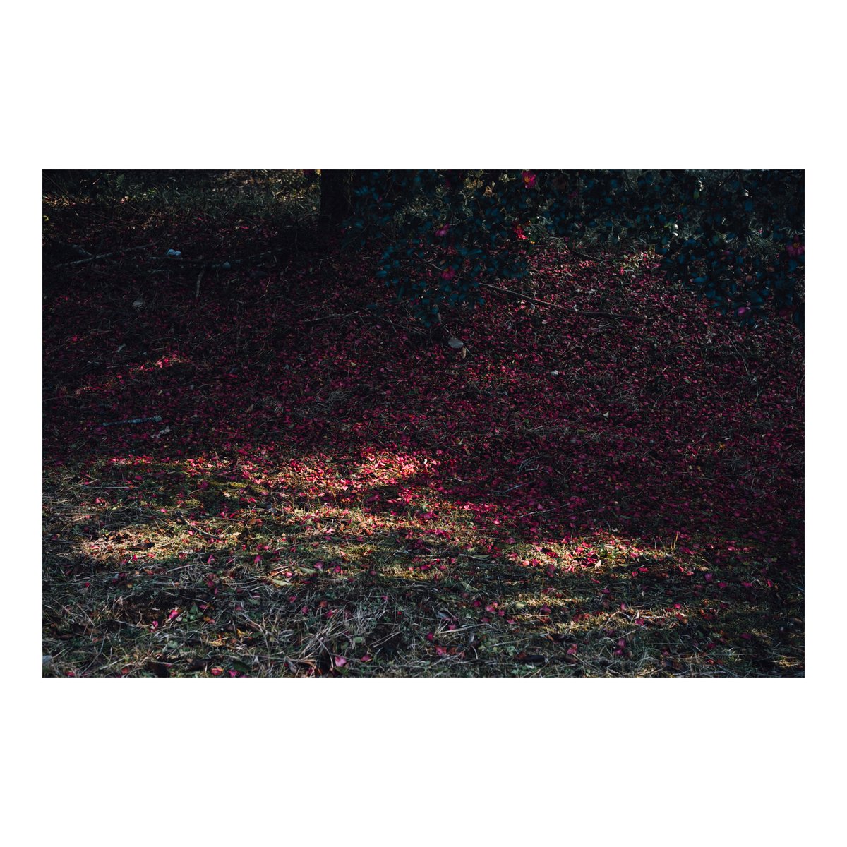 simple__st's tweet photo. Untitled

#SIGMAfp + 45mm F2.8 DG DN

#写真好きな人と繋がりたい
#ファインダー越しの私の世界
#photography #9fp https://t.co/htTYqmyGyC