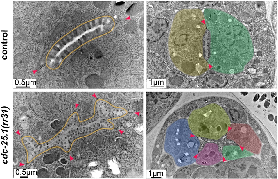 focalplane_jcs's tweet photo. @FloraDemouchy, Ophélie Nicolle, Grégoire Michaux and Anne Pacquelet @Pol_elegans @IGDRennes discover a dual role for PAR-4 in restricting intestinal specification to the E lineage and ensuring its robustness.
#EMmonday
📖@Dev_journal: https://t.co/BHgrFUut8h https://t.co/QFcMSlIrsE