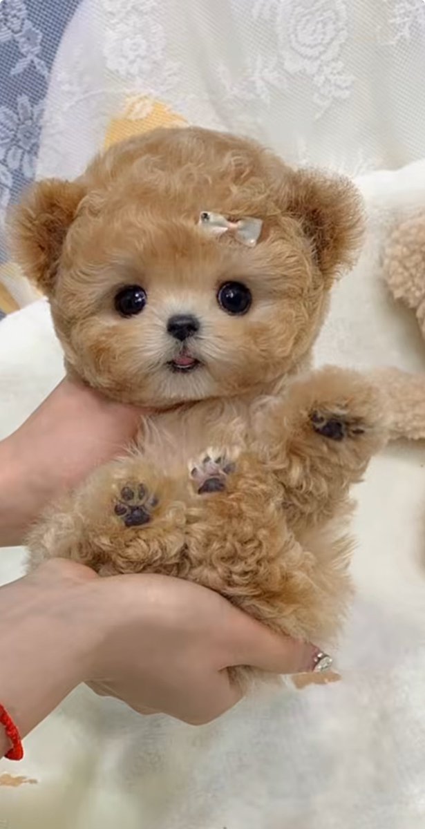 jjokkimitori's tweet photo. Forget maltese/bear discourse THIS is beomgyu https://t.co/ztcOLCUn2x