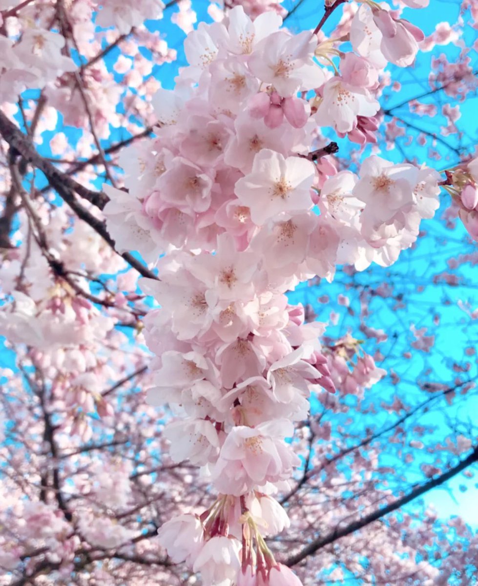 sakurazbloom's tweet photo. “coming up with a username is so hard!” https://t.co/iXqO1MKvy6