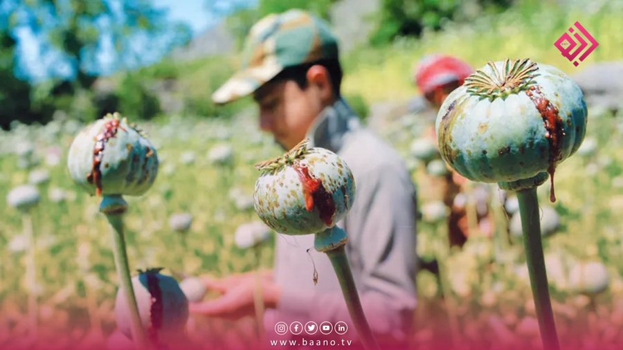 کاهش کشت تریاک، درآمد کشاورزان افغانستان را کاهش داده است