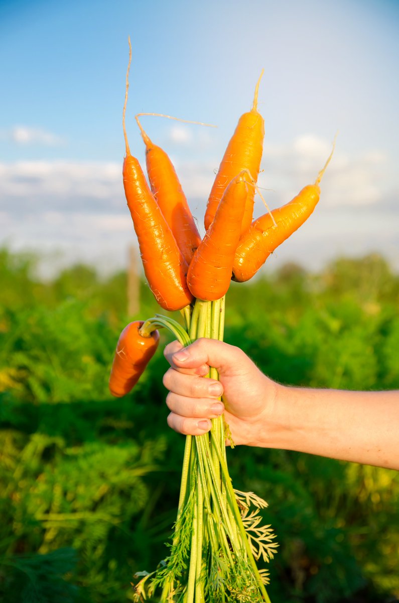 How stressing out a carrot is good for your health! Daniel A. Jacobo-Velázquez from TECNOLÓGICO DE MONTERREY explained the benefits of adding stressed carrot flour to our tortillas. bakingeurope.com/Portals/0/onli… #healthyeating #novelingredients #tortilla #bakingindustry #carrots