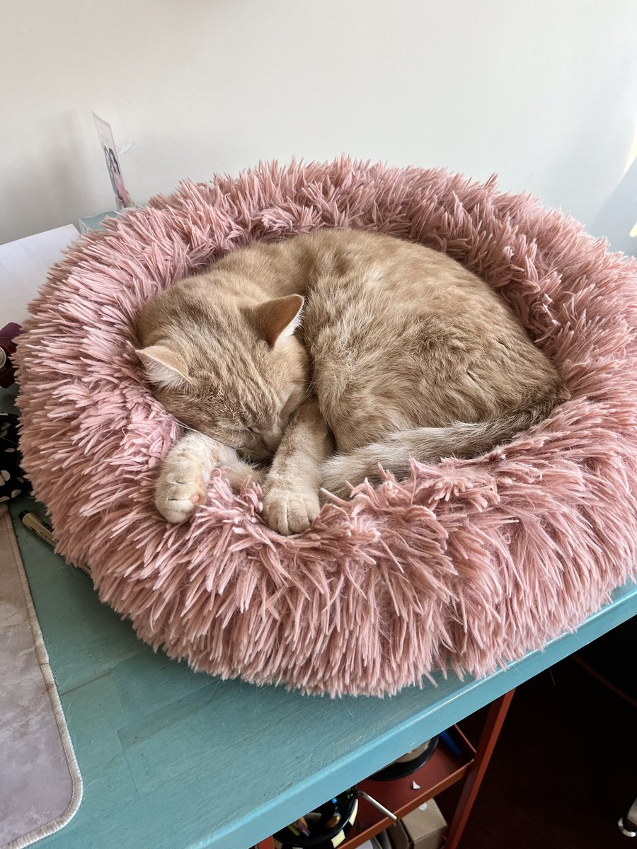 Can confirm Panko did not die!!!