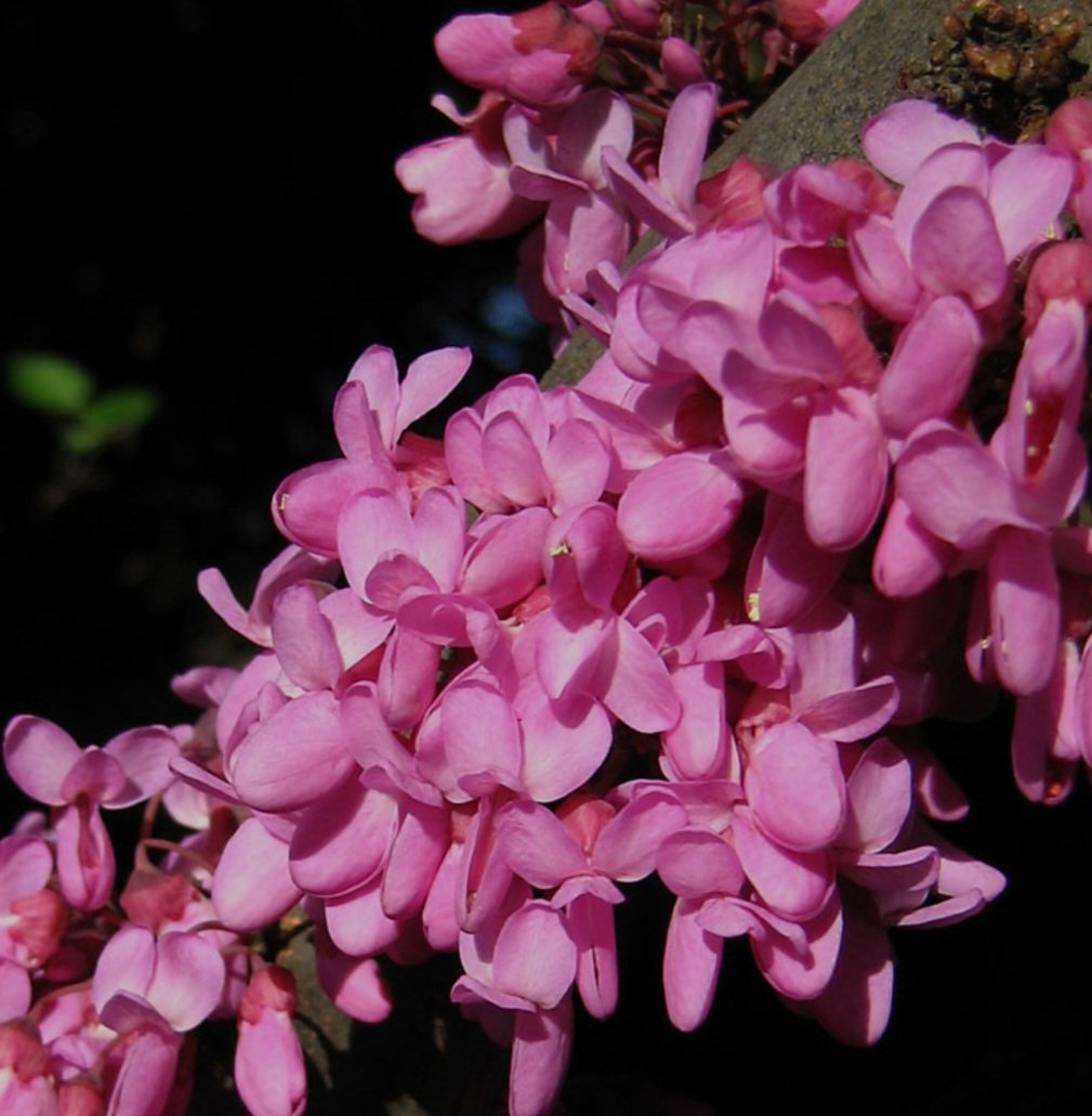 170.Dönem Hazırlık Sınıfı öğrencilerimizin  Rozet Töreni  gerçekleştirildi. 
Gençerimizi , göstermiş oldukları üstün başarı nedeniyle tekrar tebrik ediyor, eğitim hayatlarında başarılar diliyoruz. 

Alles für CAL