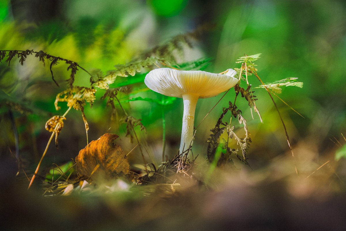 LightNatures's tweet photo. #nature #naturephotography #mushroom #mushroomphotography #toadstool #fungi #fungilove #fungiphotography #photography #nikonphotography https://t.co/PwtVjR2rtD