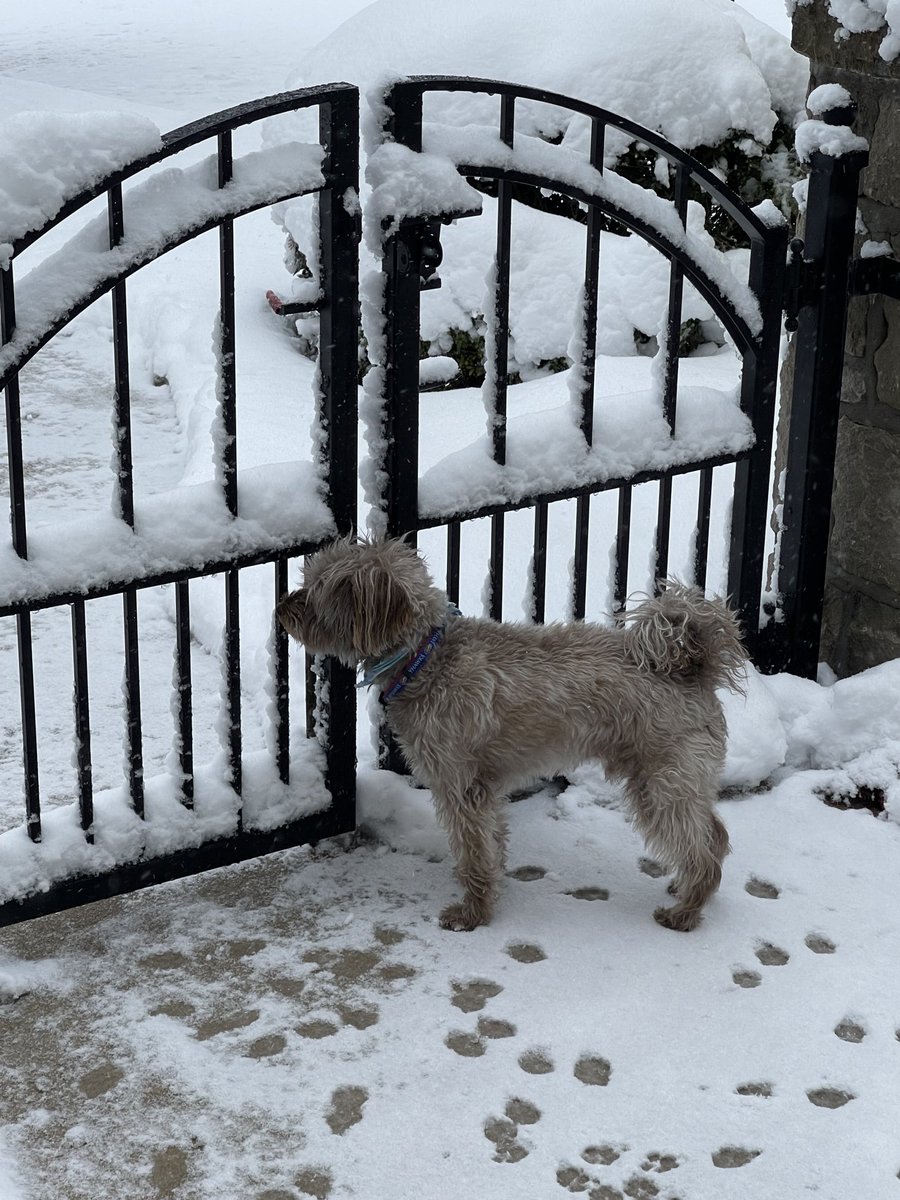 SchnoodleThe's tweet photo. It is below zero F here! Froze one of my paws! I am staying in! #coldpaws #kansas https://t.co/Hk5emd9ldR