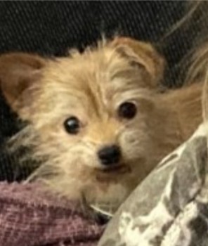 🐕 MUFFIN is a #missing light ginger coloured Terrier Cross from Hursthead Wardle #Rochdale #OL12
He got out by accident on the 10 January 2024 MICROCHIPPED to previous owners address. Logged with Wardens &amp; local vets. Please don't chase if seen doglost.co.uk/dog-blog.php?d…