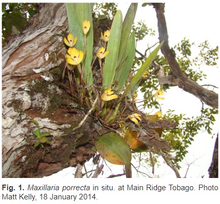 📣Meet Tobago's new orchid!💛🪷
This stunning epiphytic #orchid was spotted by TTFNC member Matt Kelly while hiking in the #MainRidgeReserve, and later confirmed as a first for Tobago! Read more here in our #openaccess #peerreviewed journal, Living World: ttfnc.org/livingworld/in…