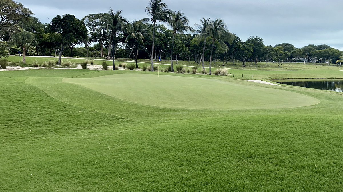 Windsor Down GC 🇧🇸⛳️🏝️ weathering the 23’-24’ El Niño winter fairly well. Hang in there! ☀️🏴‍☠️