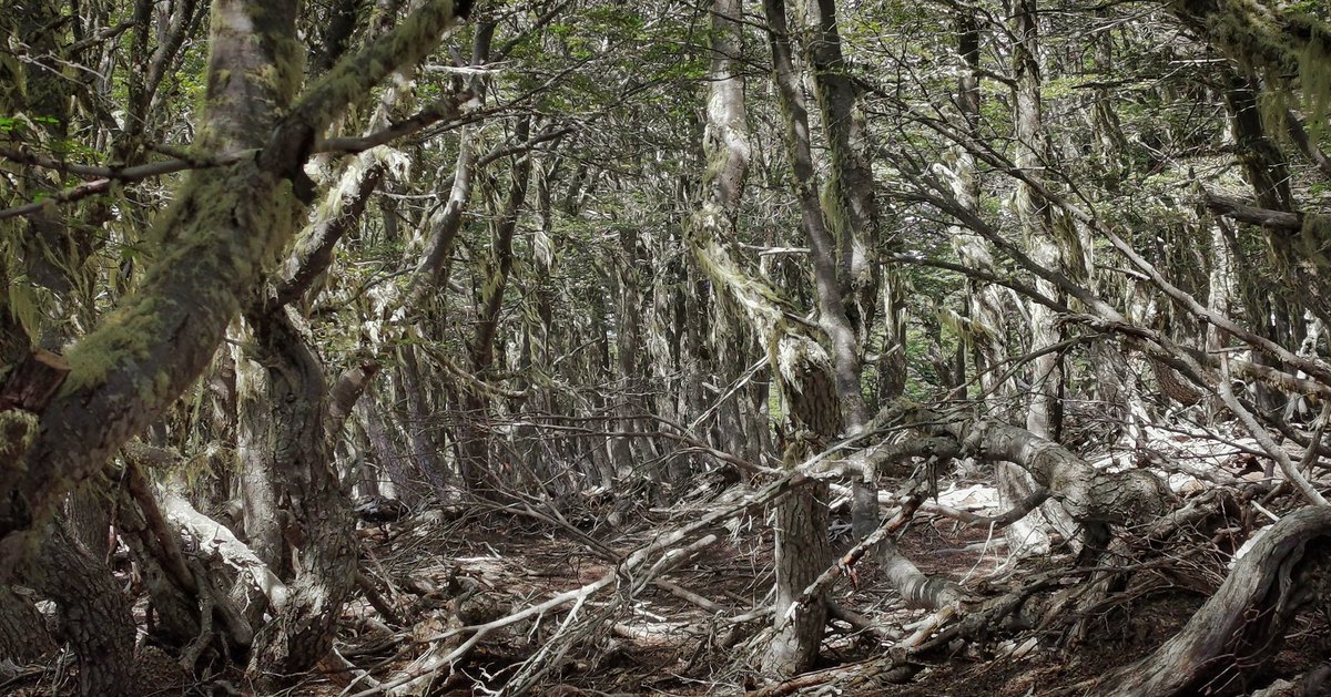 Fangorn! What madness drove them in there?! #OnLocation #Patagonia #WildlifeFilming #NatureDoc #SouthAmerica