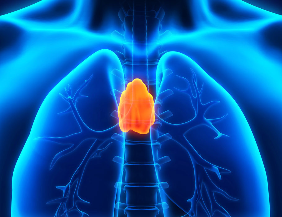 Science Immunology (@sciimmunology) on Twitter photo The thymus can regenerate after acute injury due, in part, to the actions of local type 2 innate lymphoid cells (ILC2s), suggests a new study in mice. <a href="/WeizmannScience/">Weizmann Institute</a>
📄: scim.ag/5wr The thymus can regenerate after acute injury due, in part, to the actions of local type 2 innate lymphoid cells (ILC2s), suggests a new study in mice. <a href="/WeizmannScience/">Weizmann Institute</a>
📄: scim.ag/5wr