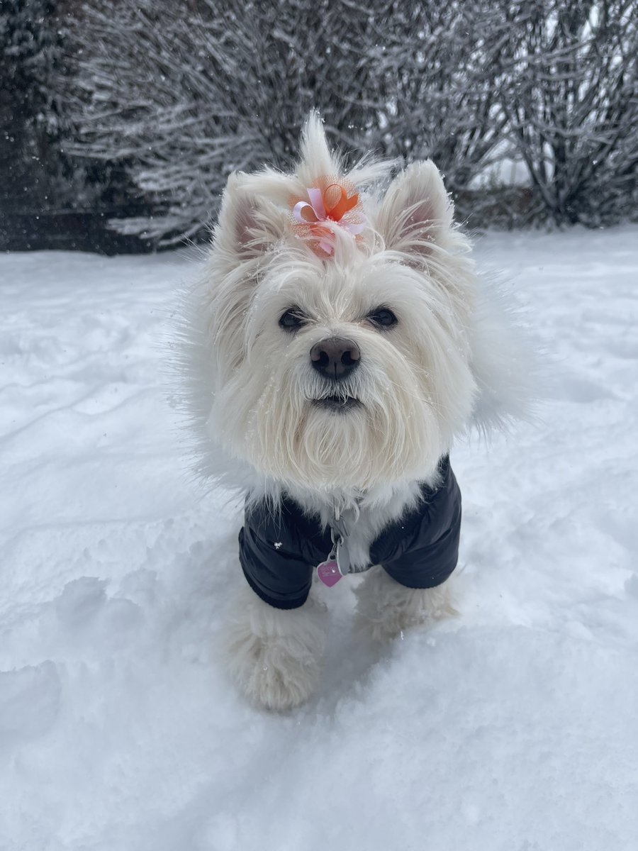 Brockie0000's tweet photo. Snow day!!❄️ #SnowDay #DogLover #10Picks #Dogs #Tennessee #EastTN @wbir @WBIRWeather https://t.co/wQJQEQ4Bts