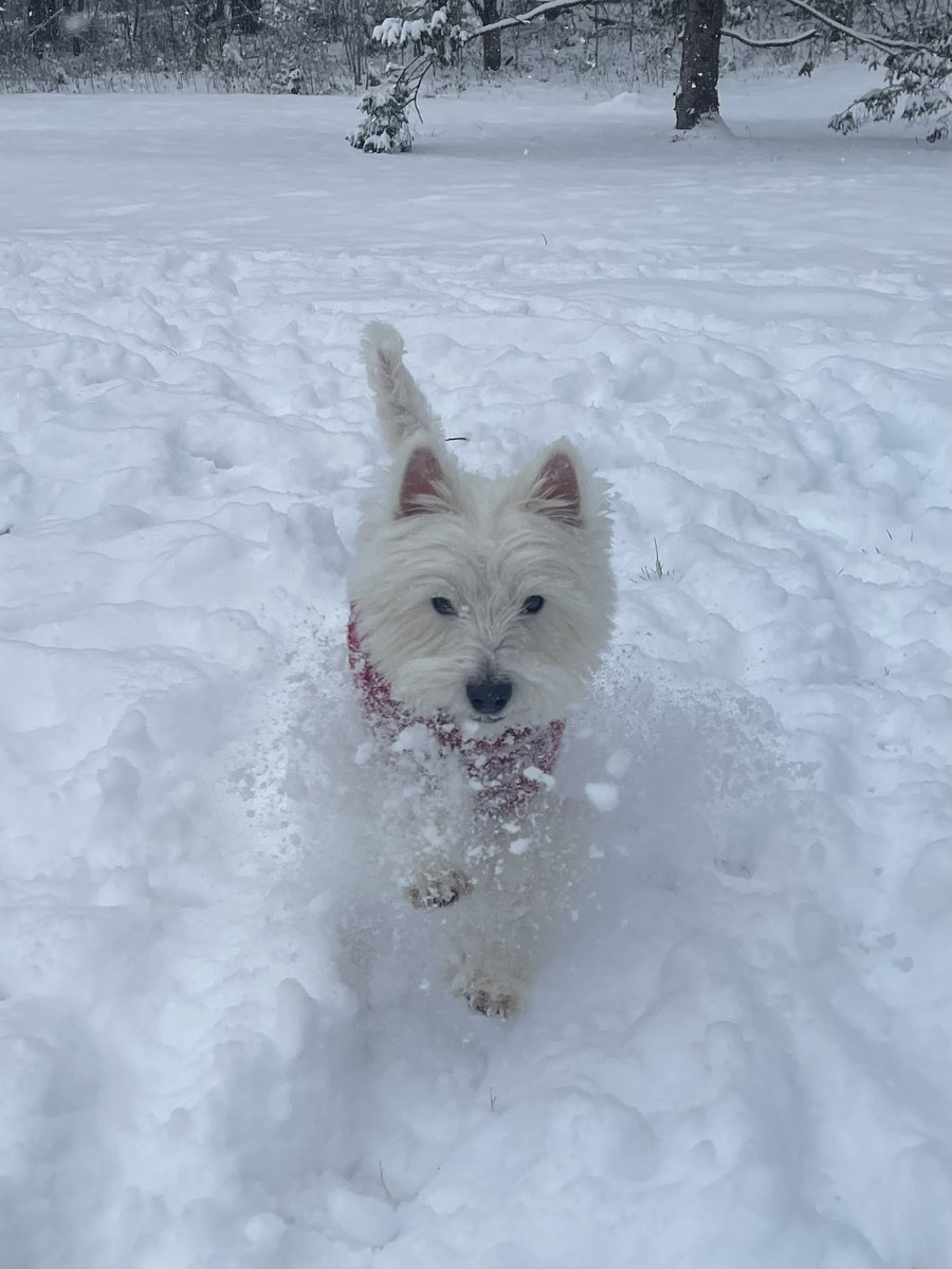 Brockie0000's tweet photo. Snow day!!❄️ #SnowDay #DogLover #10Picks #Dogs #Tennessee #EastTN @wbir @WBIRWeather https://t.co/wQJQEQ4Bts