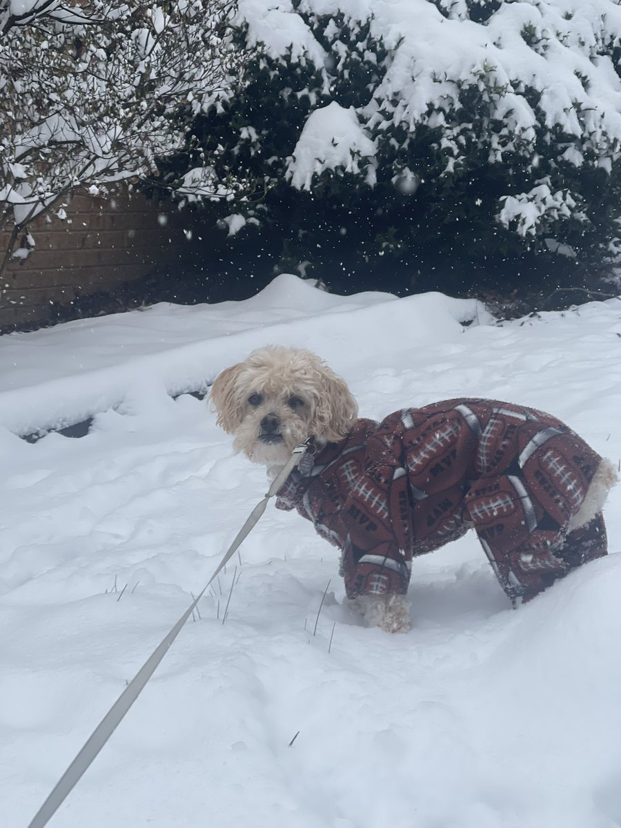 Brockie0000's tweet photo. Snow day!!❄️ #SnowDay #DogLover #10Picks #Dogs #Tennessee #EastTN @wbir @WBIRWeather https://t.co/wQJQEQ4Bts