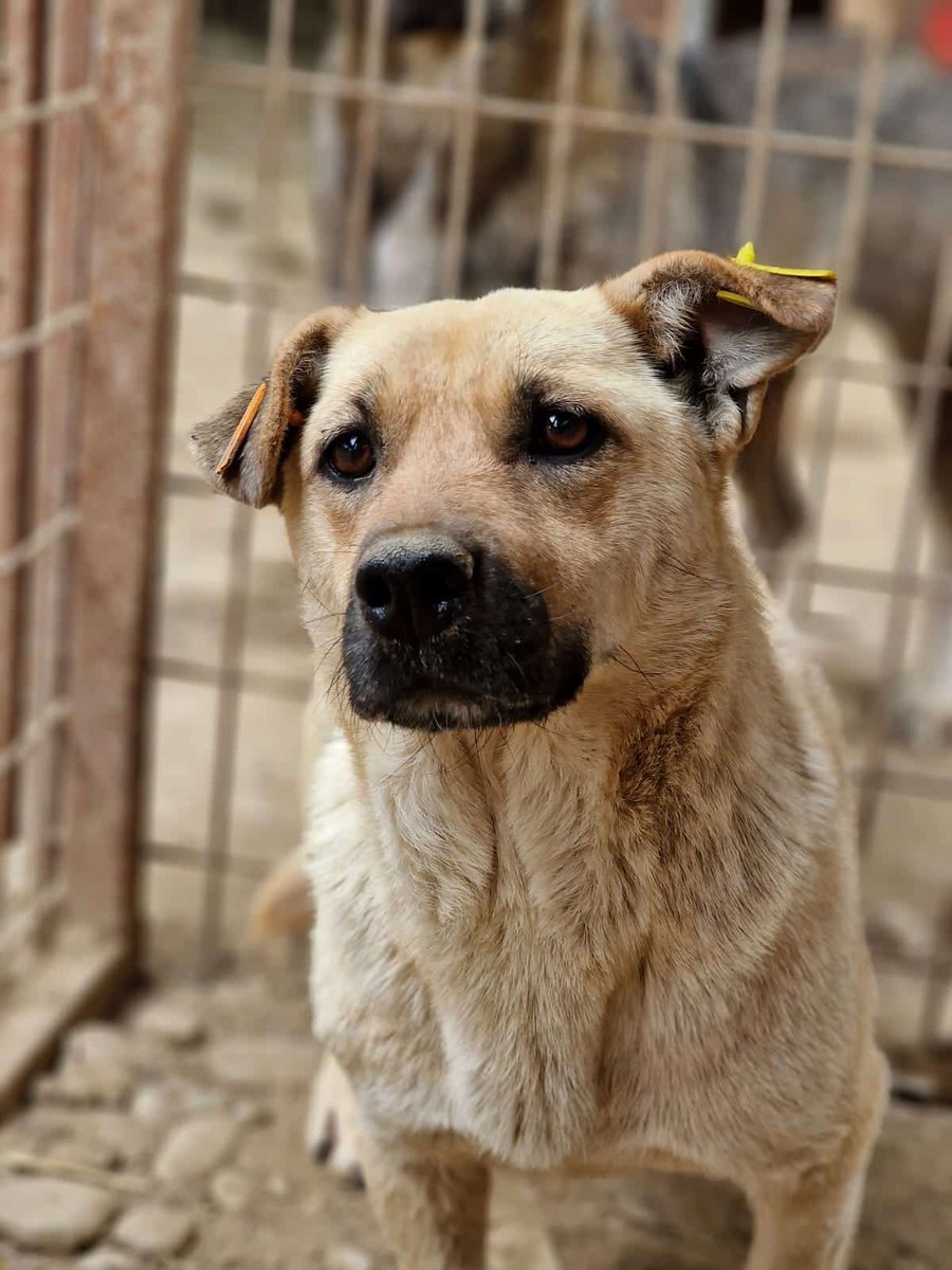 So viele nette erwachsene kleine Hunde, die dringend aus der Kälte sollten...
Eine davon ist FIENE: ca. 35cm, geb. ca. 2017/2018 prodogromania.de/alle-hunde/fie…
Sie wartet schon ein ganze Weile...