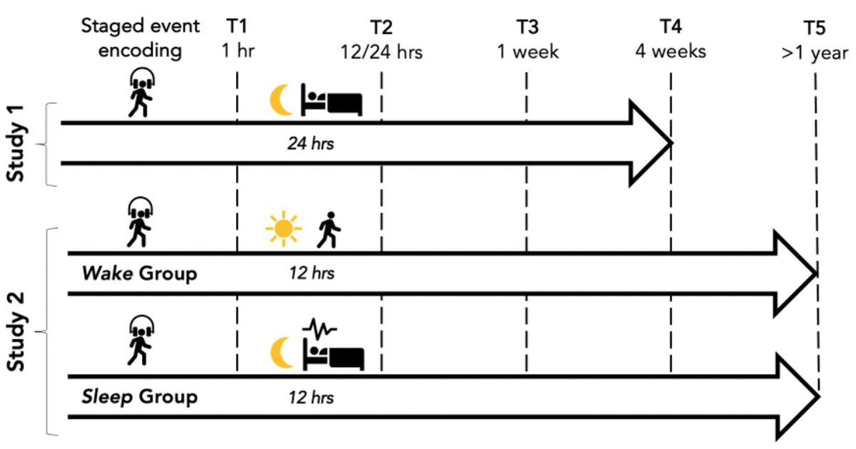 Nick Diamond (@nickbdiamond) on Twitter photo 🧵Excited to share a preprint on sleep + memory transformation with co-first author <a href="/stf_simpson/">Stephanie Simpson</a> <a href="/briantlevine/">Brian Levine</a>! Feat:
•Controlled real-life event (art tour; N=174)
•Testing memory for sequence vs perceptual info @ multiple timepoints up to 1 year
•Overnight polysomnography🧠🛌 🧵Excited to share a preprint on sleep + memory transformation with co-first author <a href="/stf_simpson/">Stephanie Simpson</a> <a href="/briantlevine/">Brian Levine</a>! Feat:
•Controlled real-life event (art tour; N=174)
•Testing memory for sequence vs perceptual info @ multiple timepoints up to 1 year
•Overnight polysomnography🧠🛌