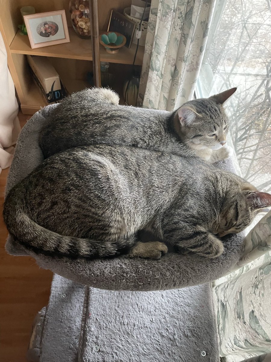 wpgcar's tweet image. 