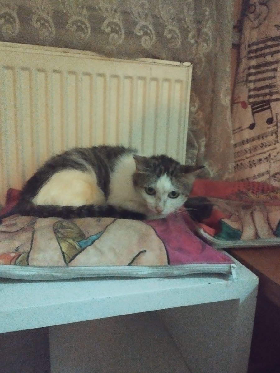 pittyperest's tweet photo. Isırık mantar olup geçici yuvadan dönünce koyacak bir yer bulamadım. Komşum dedi ki bizim kedi evleri koyduğumuz yere getir. Onların apartmanın içindeki bir odaya götürdüm. Kafesle koyduk oraya çünkü dışarıya da çıkabilir diye. Altına yorgan filan serdik ama asla bulunduğu yerden https://t.co/wnpa9U1mZm