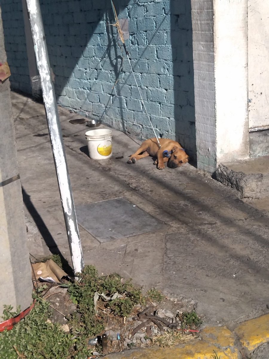 Lamarsiposa's tweet photo. !!URGENTE!!!! AYÚDAME A DENUNCIAR, CASO DE ABUSO ANIMAL!!
PERRITO AMARRADO DESDE LA VENTANA DE UN DOMICILIO, BAJO EL SOL Y BAJAS TEMPERATURAS, SIN TECHO NI COBIJA. NO LE DAN AGUA NI COMIDA. 
PERRITO UBICADO EN CALLE PROVIDENCIA # 33 LAS ARBOLEDAS, TLAHUAC. FRENTE A UACM TEZONCO https://t.co/pfNx0kSlpJ