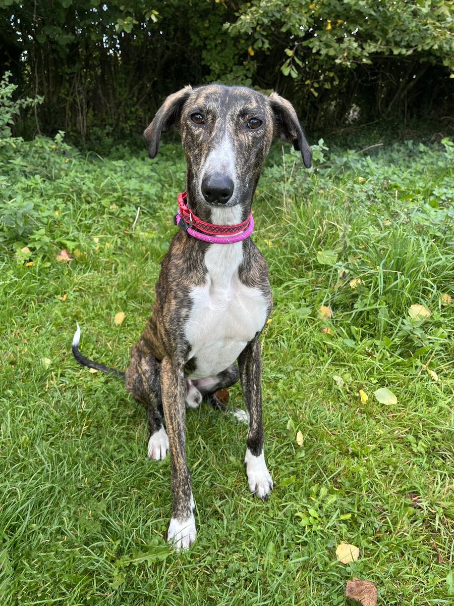 Please retweet to help Zumi find a home #HEREFORD #UK 🔵 AVAILABLE FOR ADOPTION🔵 DETAILS OR APPLY👇 hwanimalrescue.co.uk/2022/10/zumi/ #Lurchers #Herefordshire #Ledbury #Leominster #HayOnWye