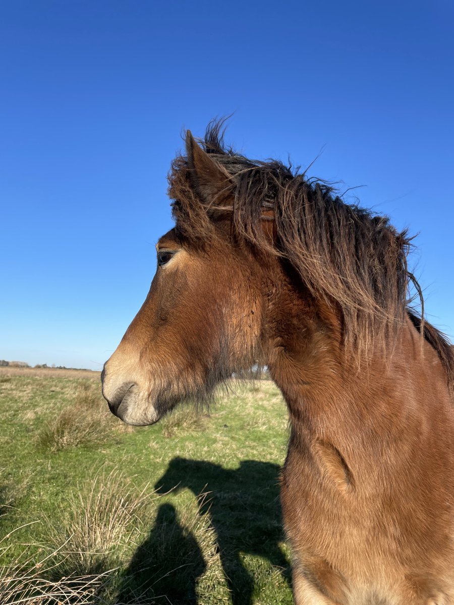 Flower hunting at work today with my fave colleague (she loves botanising)

Just this lone dandelion, that didn’t look too happy to be out in the cold.
And some cute little mushrooms

#DayLateWildflowerHour #WildflowerHour
#MushroomMonday
#ConservationGrazers #HighlandPonies