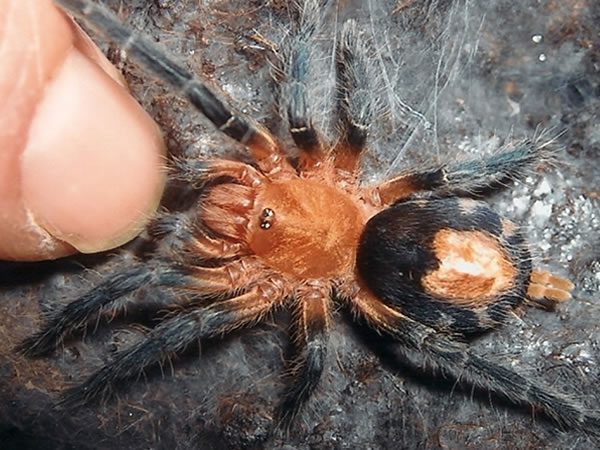 TheSpiderShop tweet media