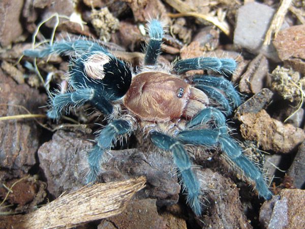 TheSpiderShop tweet media