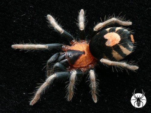 TheSpiderShop tweet media