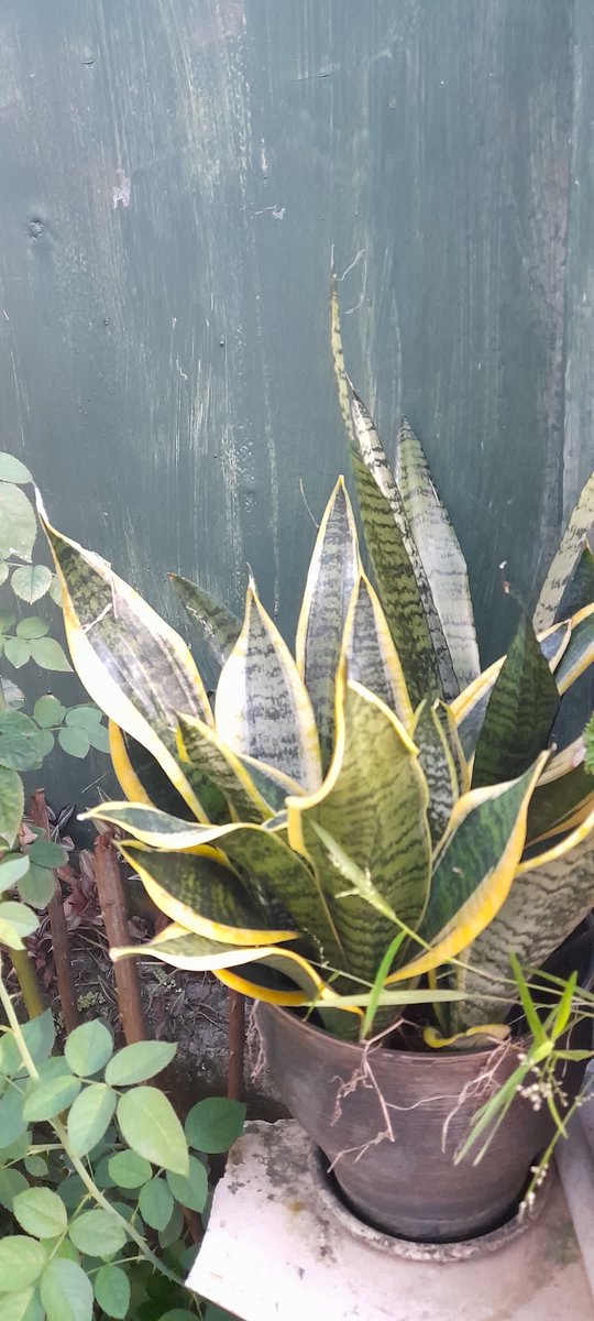 Damy2271's tweet photo. "La lengua de suegra 🌱: resistente, elegante y siempre lista para añadir un toque verde a tu espacio. #PlantasDecorativas #LenguaDeSuegra" sigue la cuenta 
@plantas markada y gánate la tuya. https://t.co/3zMjCaLp0R