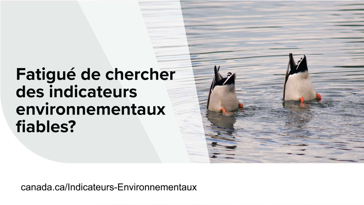 environnementca's tweet photo. À la recherche d'indicateurs environnementaux fiables? 🔎 📊 Laissez-vous guider par les indicateurs canadiens de durabilité environnementale (ICDE)!
Plongez : https://t.co/41SeldqPvz
#EnvCan
#IndicateursEnvironnement https://t.co/yolb5o6mHG