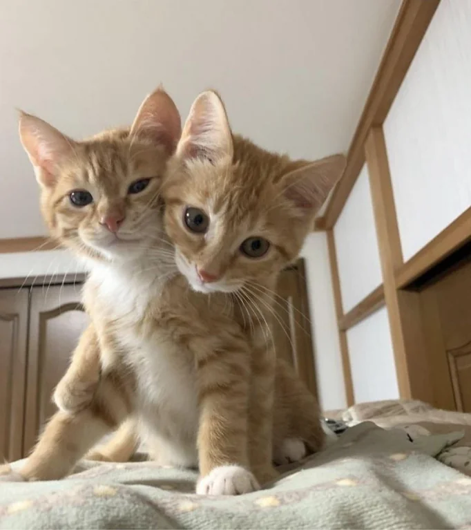 DontShowYourCat's tweet photo. Cerberus's lesser known cousin https://t.co/UYTz1jrjbV