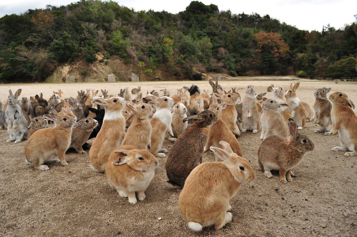 RabbitEveryHour's tweet photo. Bun machine broken for now

Too many bunnies... https://t.co/wIzaTgxNvS