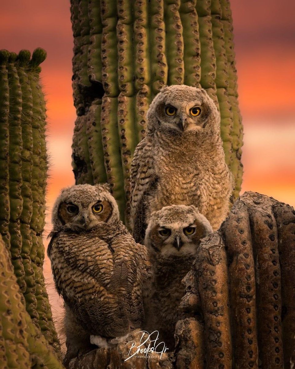 Julesk23's tweet photo. Three Great Horned Owls (owlets) hooting to each other just after dusk in Scottsdale, Arizona, USA 
Photo by:@djbrooksjr https://t.co/QiKde3aluI