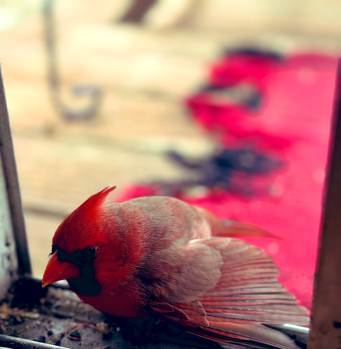 AmberCook34's tweet photo. Poor little red bird at the back door just now. Injured or just cold? https://t.co/xN925NhEaT