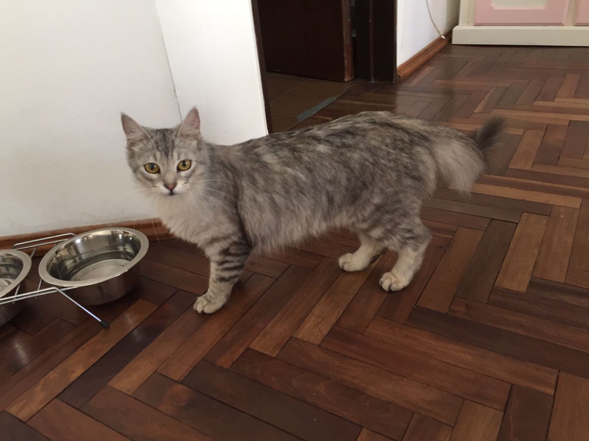 anitachinello's tweet photo. Hola, gente! Un amigo encontró esta gatita en Independencia y Larrañaga. Si pueden compartir genial, así encontramos a su dueño. Gracias! @VivireNuevaCor @Vivir_en_Guemes @VivireNuevaCba https://t.co/u4bfljTUIC