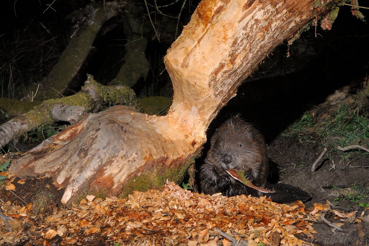 By popular demand, our Beaver Enclosure Tours are back! Come along and see first hand the difference our beavers are making to their habitat and the wildlife around them with an exclusive tour of the largest beaver enclosure in England. bit.ly/3ZI4QDX 📷: Nick Upton