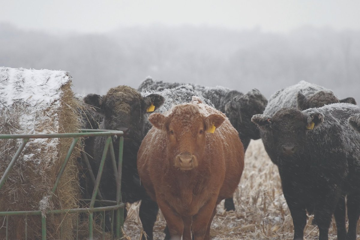 Winter can be difficult for many people with less sunshine hours and social interaction with neighbours and friends. On this #bluemonday2024, it's a good reminder to focus on restful sleep, fresh air, light (in whatever form you can find it), and self care ontariobeef.com/farmer-hub/ind…