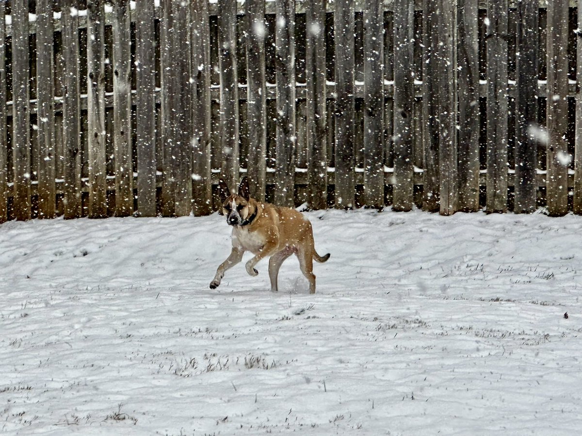 Josie’s first snow! ❄️❄️❄️❄️