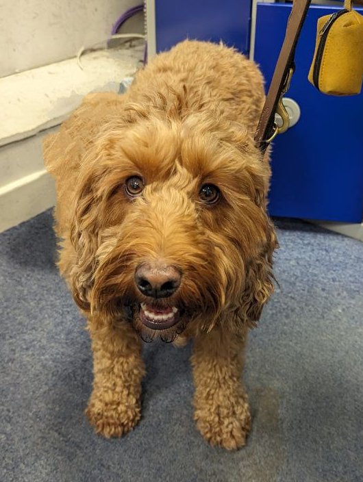 🎉🐾 Exciting News! 🐾
We're thrilled to introduce Pasha, our 4th Therapy Dog! 🐶💕Pasha's warm paws and loving heart are ready to bring joy and comfort to patients and staff.  #TherapyDog  #HealingPaws 🐕‍🦺✨